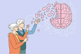 Supplémentation en fibres et santé cérébrale chez les seniors